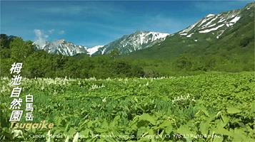 栂池自然園