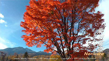 紅葉　乗鞍高原　乗鞍岳　一ノ瀬牧場のカエデ　鈴蘭橋　まいめの池