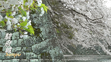 静岡　駿府公園　桜