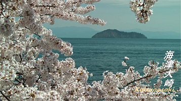 滋賀　奥琵琶湖　海津大崎　桜