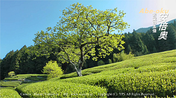 静岡　安倍川　茶畑　本山茶　新茶