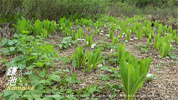 小谷村 上信越高原国立公園 鎌池