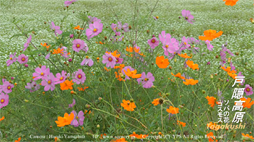 長野　戸隠高原　そばの花