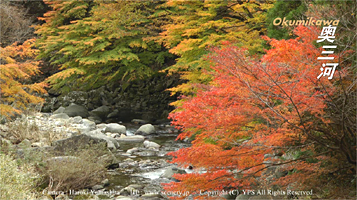 愛知　奥三河　紅葉　もみじ