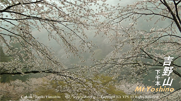 吉野熊野国立公園　世界文化遺産　吉野山　桜